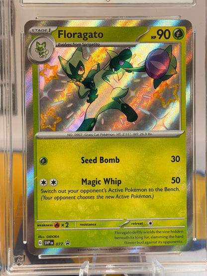 2024 Black Star Promo Sprigatito, Floragato & Meowscarada Evo line